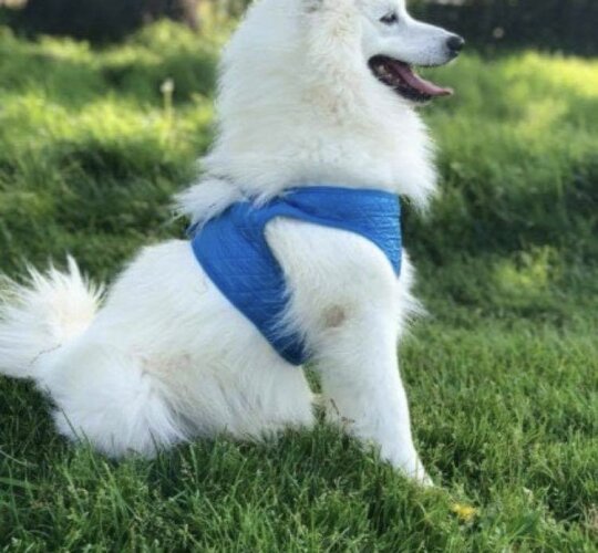 Japanese Spitz