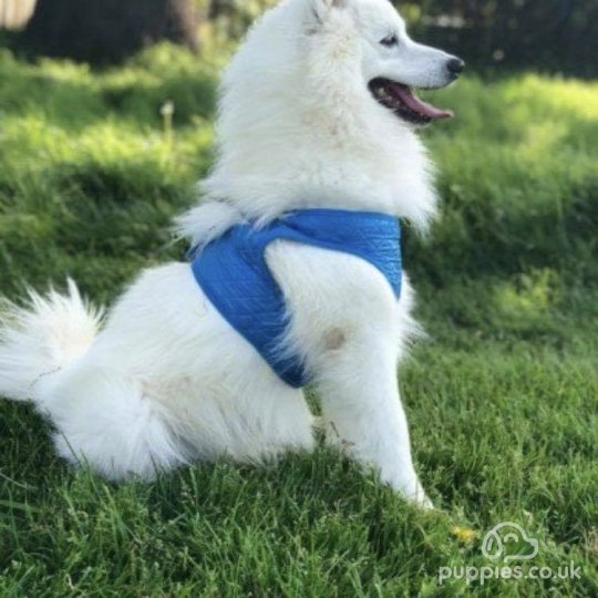 Japanese Spitz