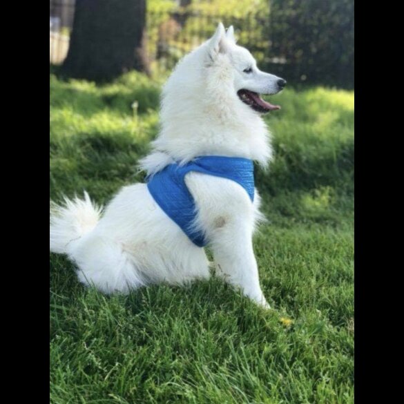 Japanese Spitz