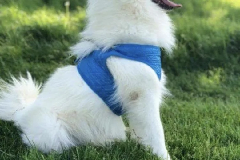 Japanese Spitz