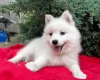 Japanese Spitz