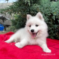 Japanese Spitz