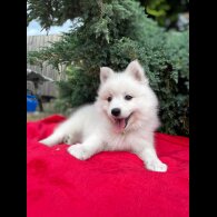 Japanese Spitz