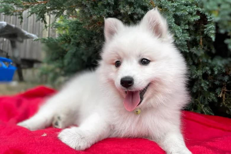 Japanese Spitz