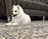 Japanese Spitz