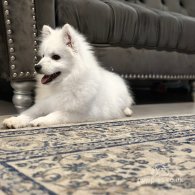 Japanese Spitz