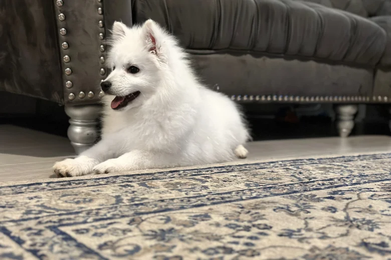 Japanese Spitz