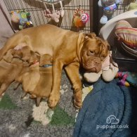 Dogue De Bordeaux - Both