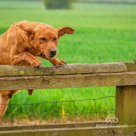 Labrador Retriever - Both