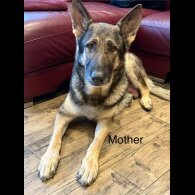 German Shepherd (Alsatian) - Both