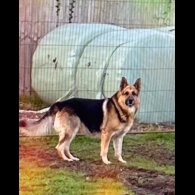 German Shepherd (Alsatian) - Both