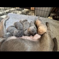 Shar Pei - Both