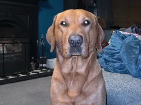 Labrador Retriever