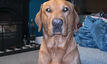 Labrador Retriever