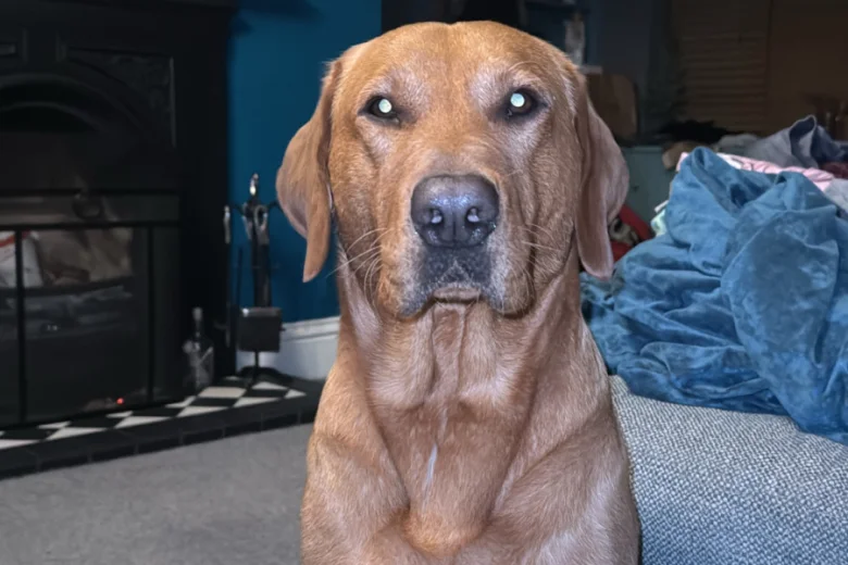 Labrador Retriever