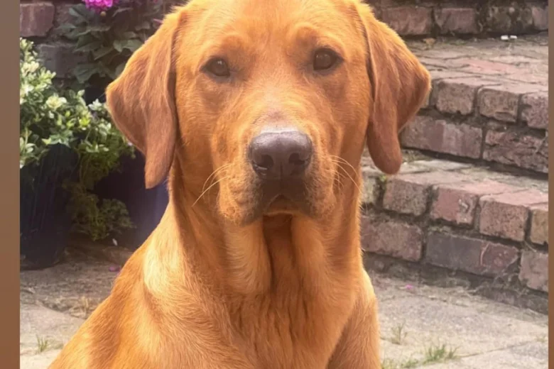 Labrador Retriever