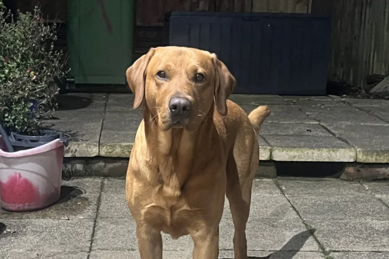 Labrador Retriever