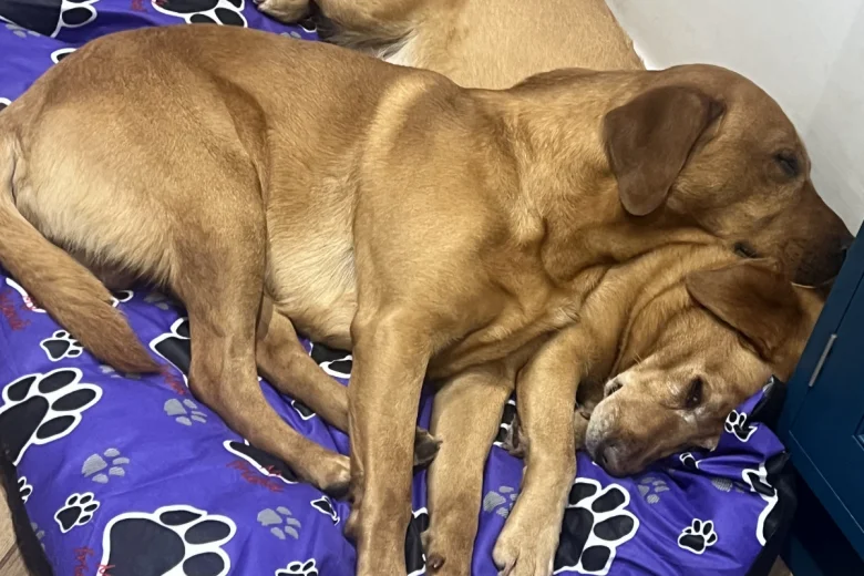 Labrador Retriever