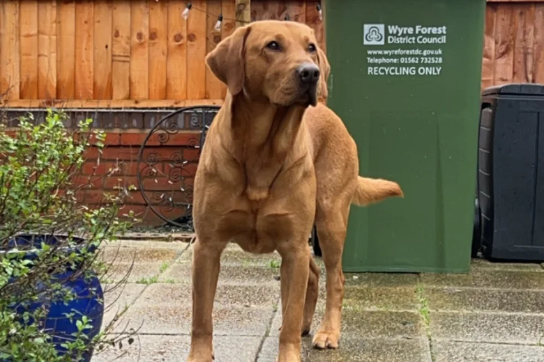 Labrador Retriever