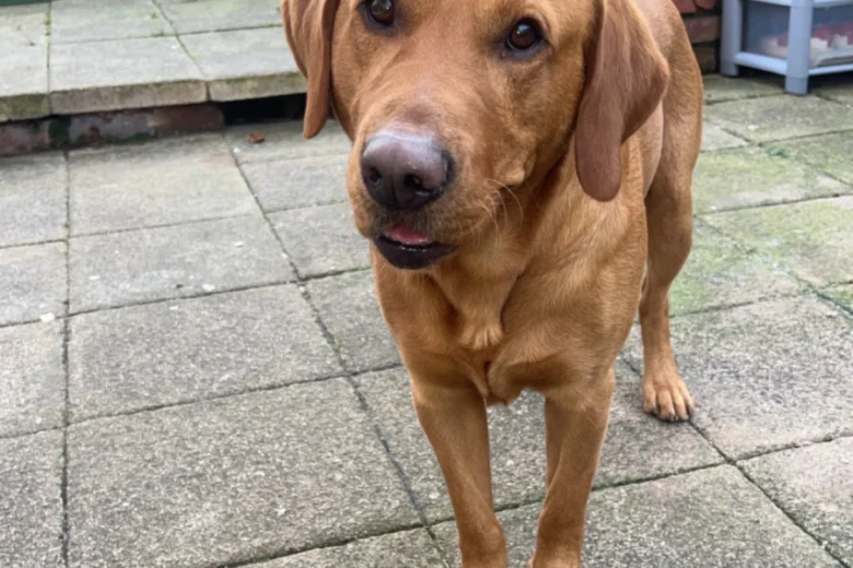 Labrador Retriever