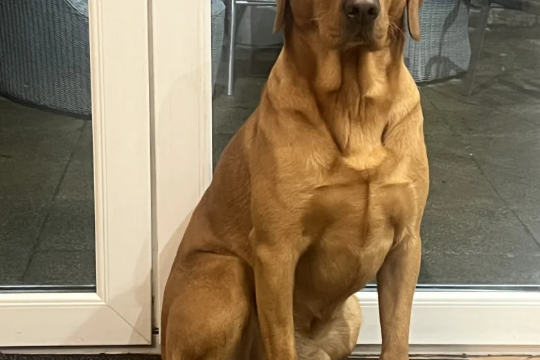 Labrador Retriever
