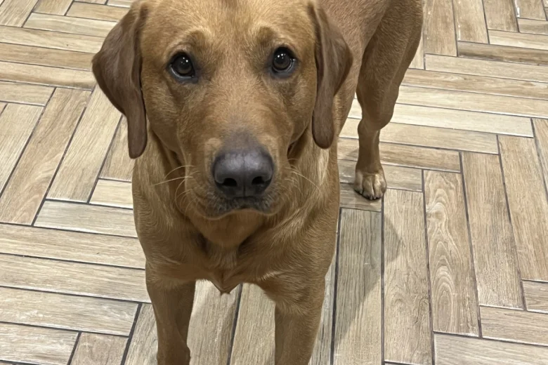 Labrador Retriever