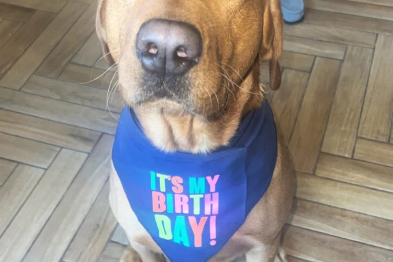 Labrador Retriever