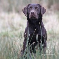 Labrador Retriever - Both