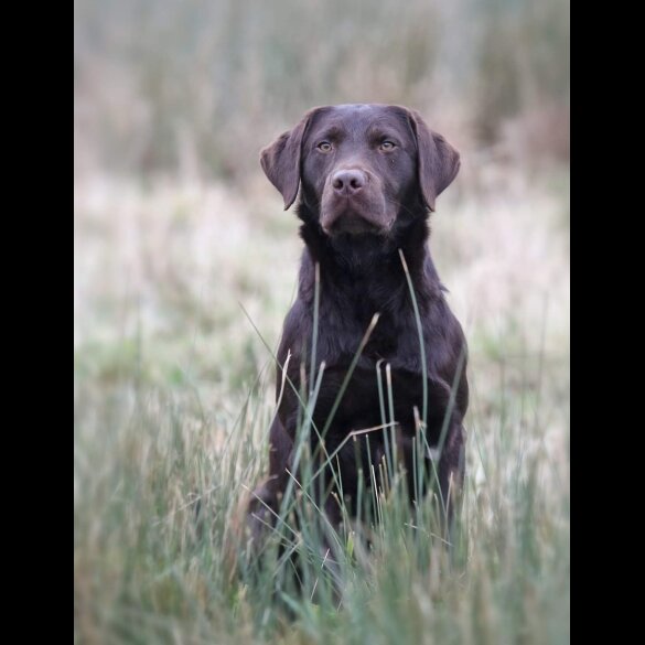 Labrador Retriever - Both