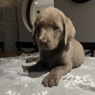 Labrador Retriever - Both