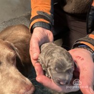 Labrador Retriever - Both