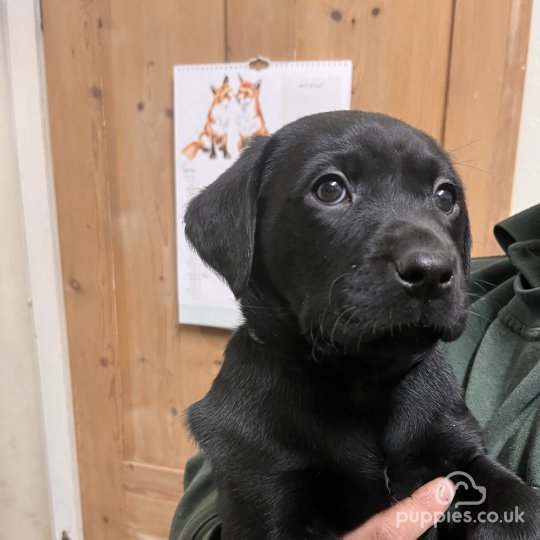 Labrador Retriever - Dogs