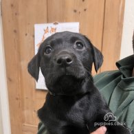 Labrador Retriever - Dogs