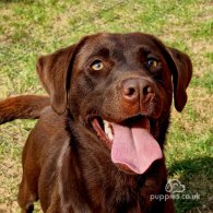 Labrador Retriever - Dogs