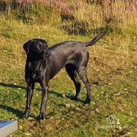 Labrador Retriever - Both