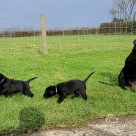 Labrador Retriever - Both