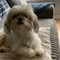 Lhasa Apso - Both