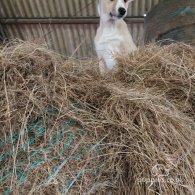 Lurcher - Both