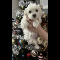 Maltese - Both