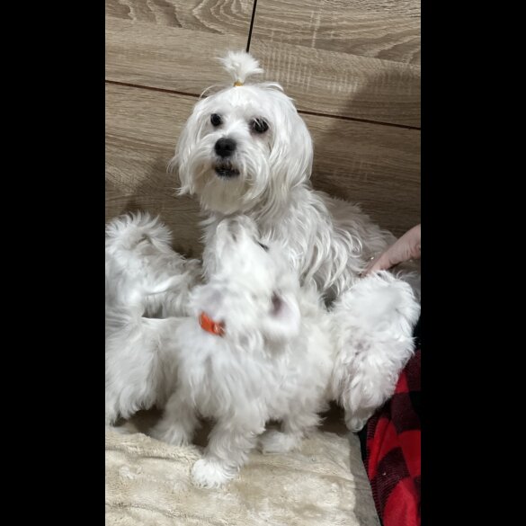 Maltese - Both