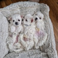 Maltese - Dogs