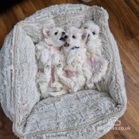 Maltese - Dogs