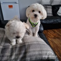 Maltese - Dogs