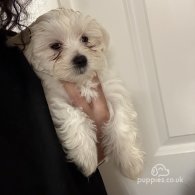 Maltese - Both