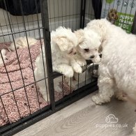 Maltese - Both