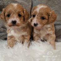 Maltipoo - Both