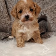 Maltipoo - Both