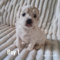 Maltipoo - Both