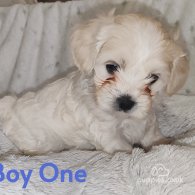 Maltipoo - Both