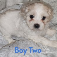 Maltipoo - Both